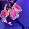 LED copper wire small tree lamp, starry sky lamp, room homestay, romantic branch decoration, simulated tree lamp, decorative item, shaped lamp, plum blossom pink Specification image